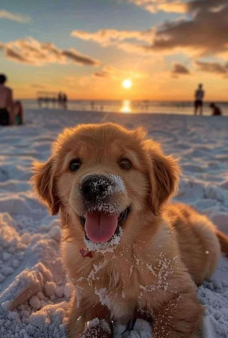 A golden retriever puppy sitting on a beach at sunset