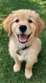 Bruno, a Golden Retriever puppy sitting on grass