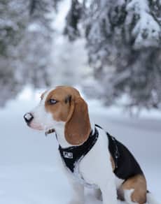 A beagle in snow