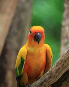 A sun conure parrot