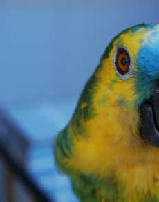 A blue and yellow parrot