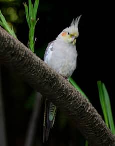 A cockatiel
