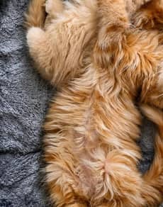Two kittens asleep