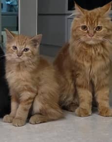 Two ginger cats