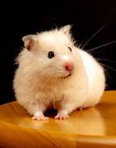 A hamster