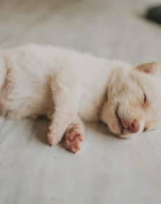 A sleeping puppy