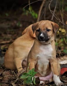 Two tan puppies