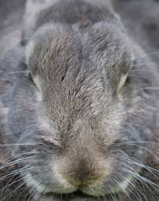 A rabbit close up