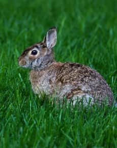 A rabbit on grass