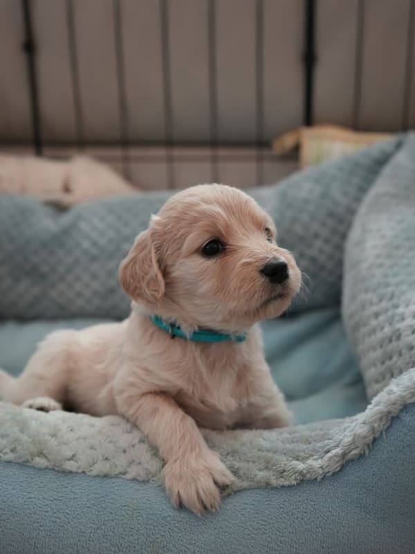 A golden puppy in a bed