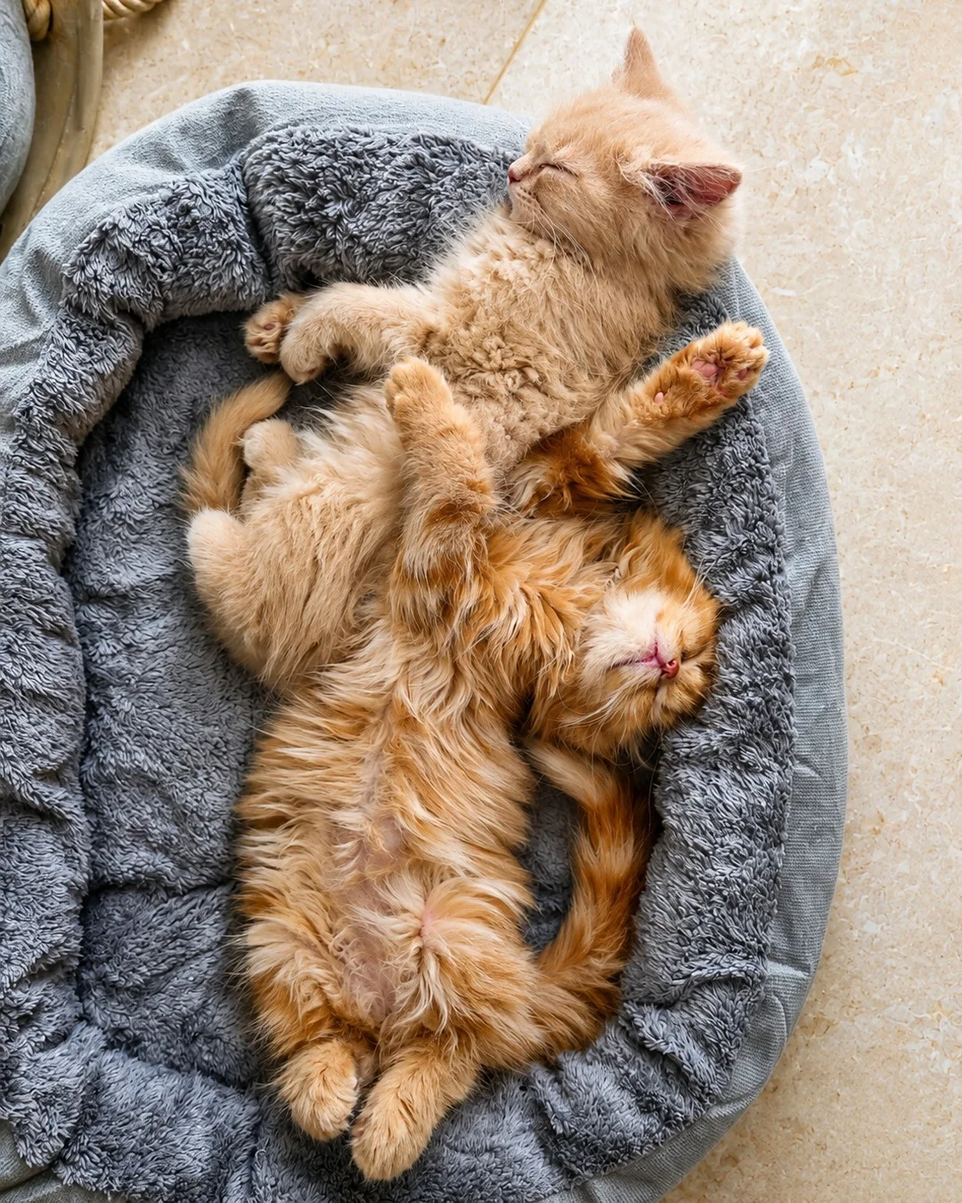Two kittens resting together