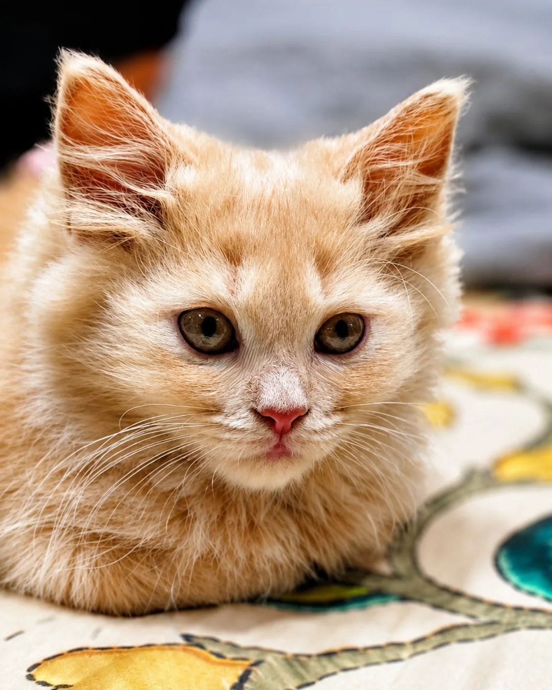 A ginger kitten looking at the camera